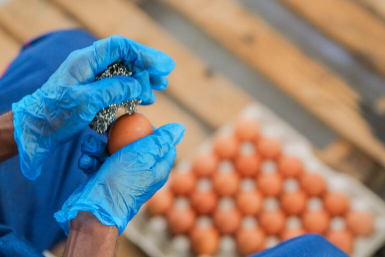 EGGS CLEAN AND PACKING